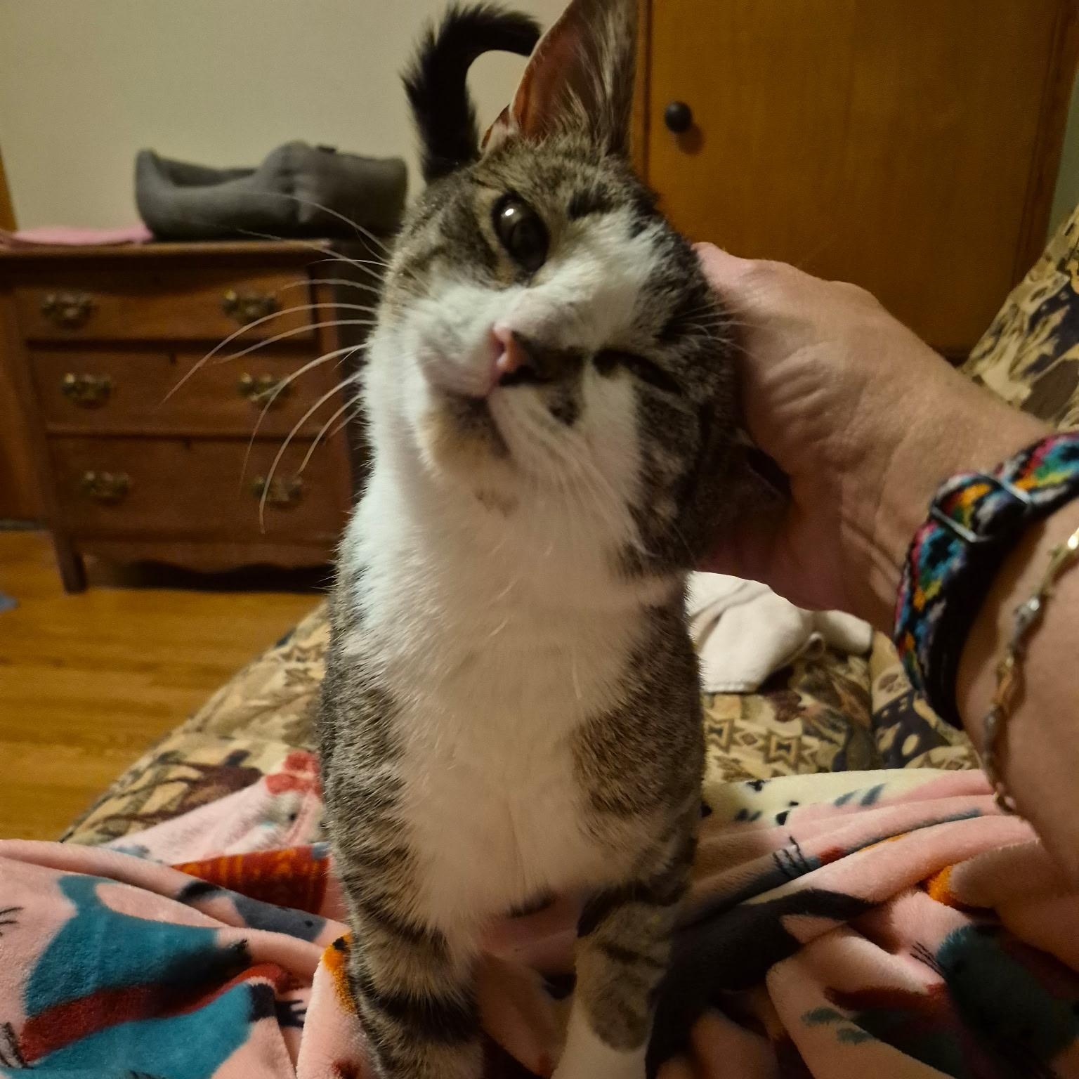 Kaye, a ADOPTABLE Domestic Short Hair in Menasha, WI image 3/4