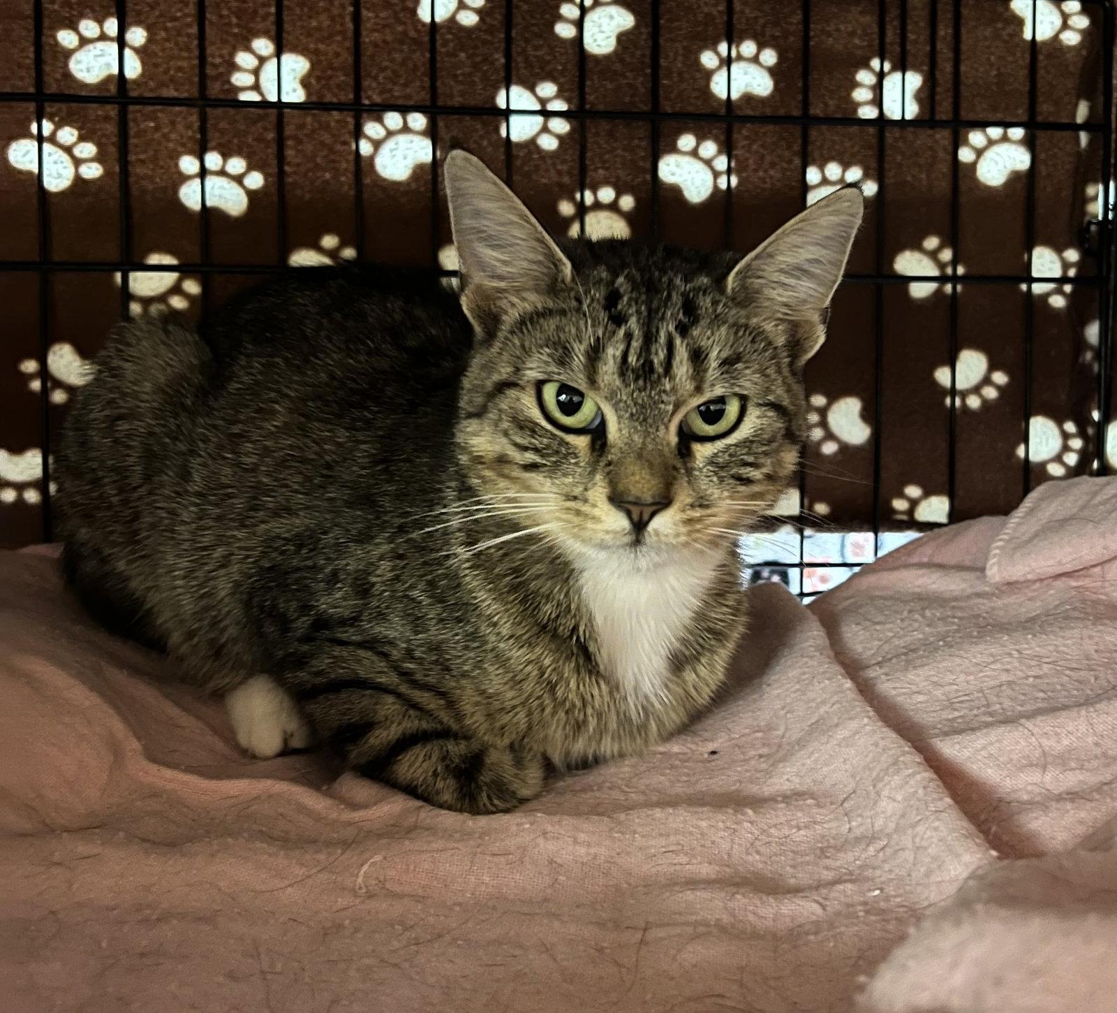 Trix, Adoptable, Young Female Domestic Short Hair.