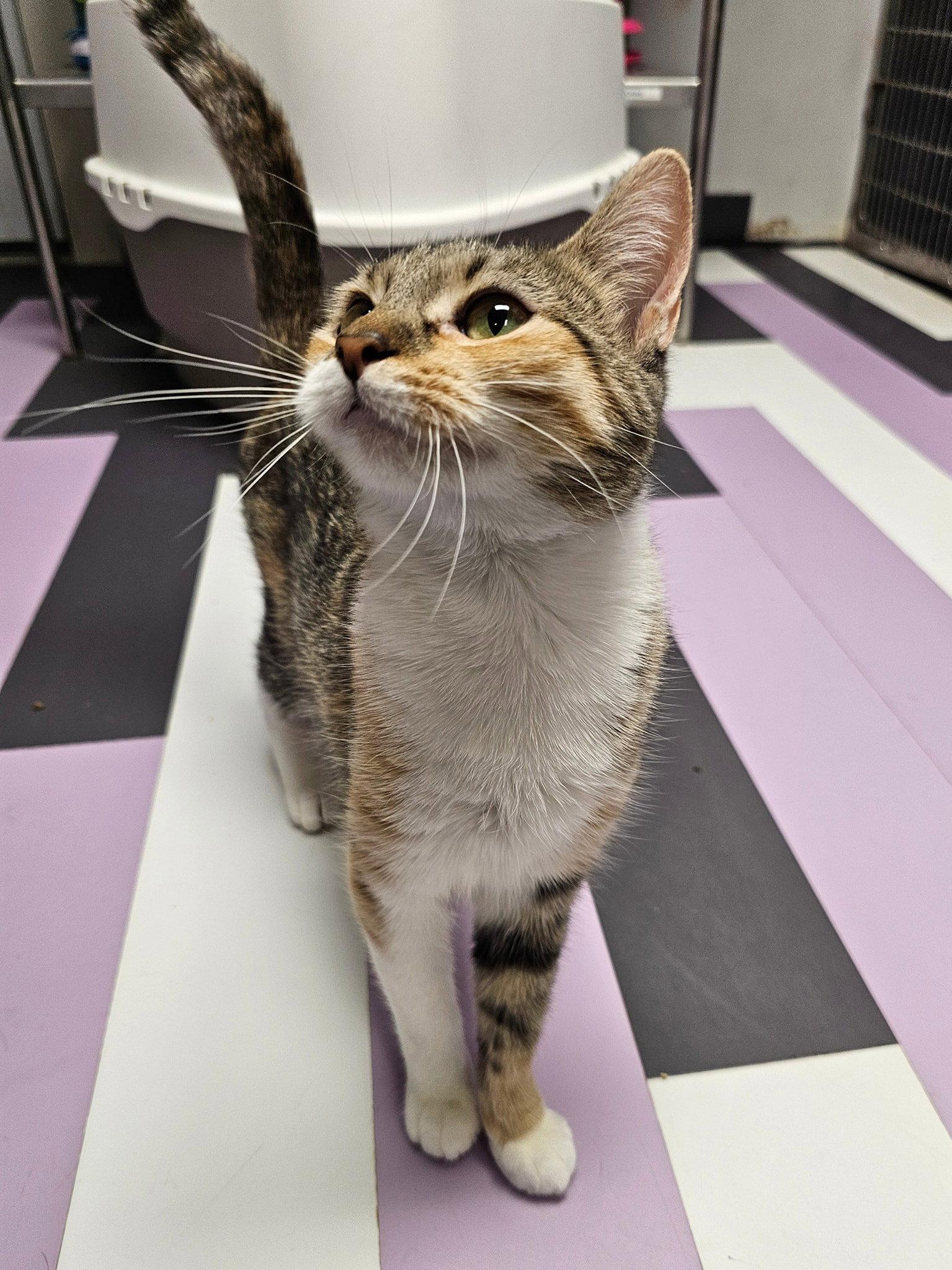Lulu, Adopted, Adult Female Domestic Short Hair.