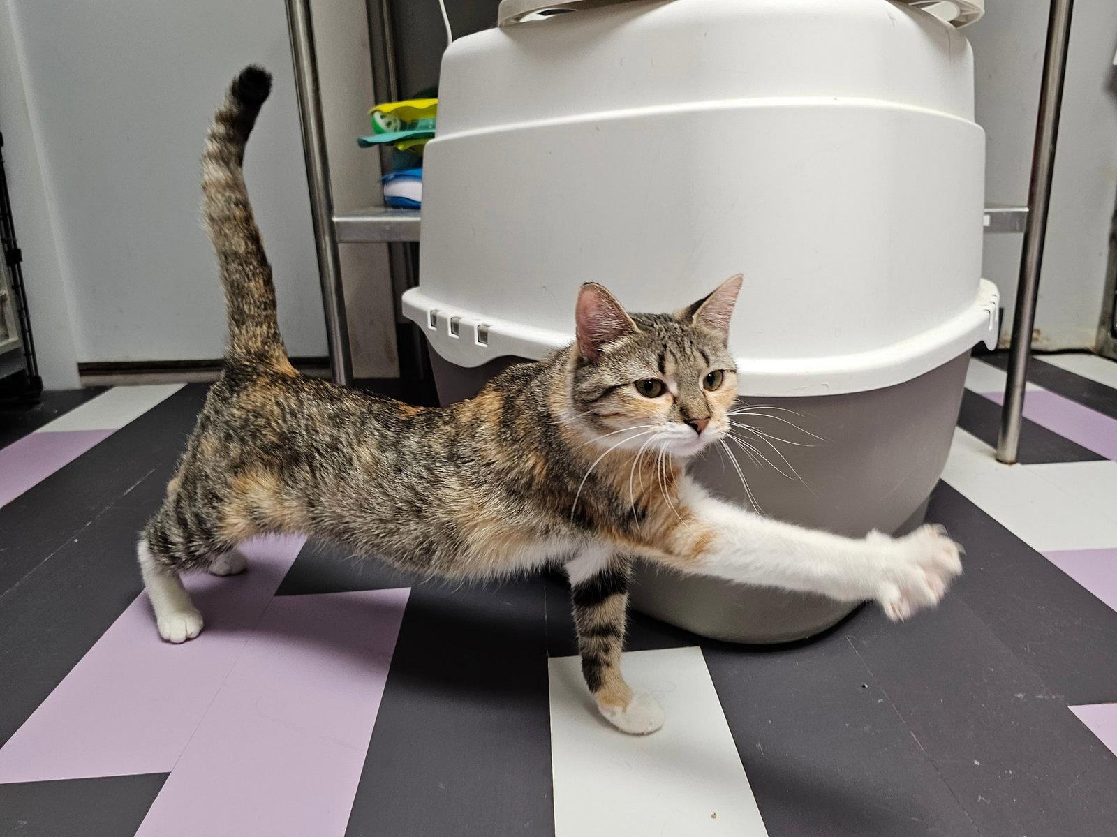 Lulu, a Adopted Domestic Short Hair in Cedar Rapids, IA image 2/3