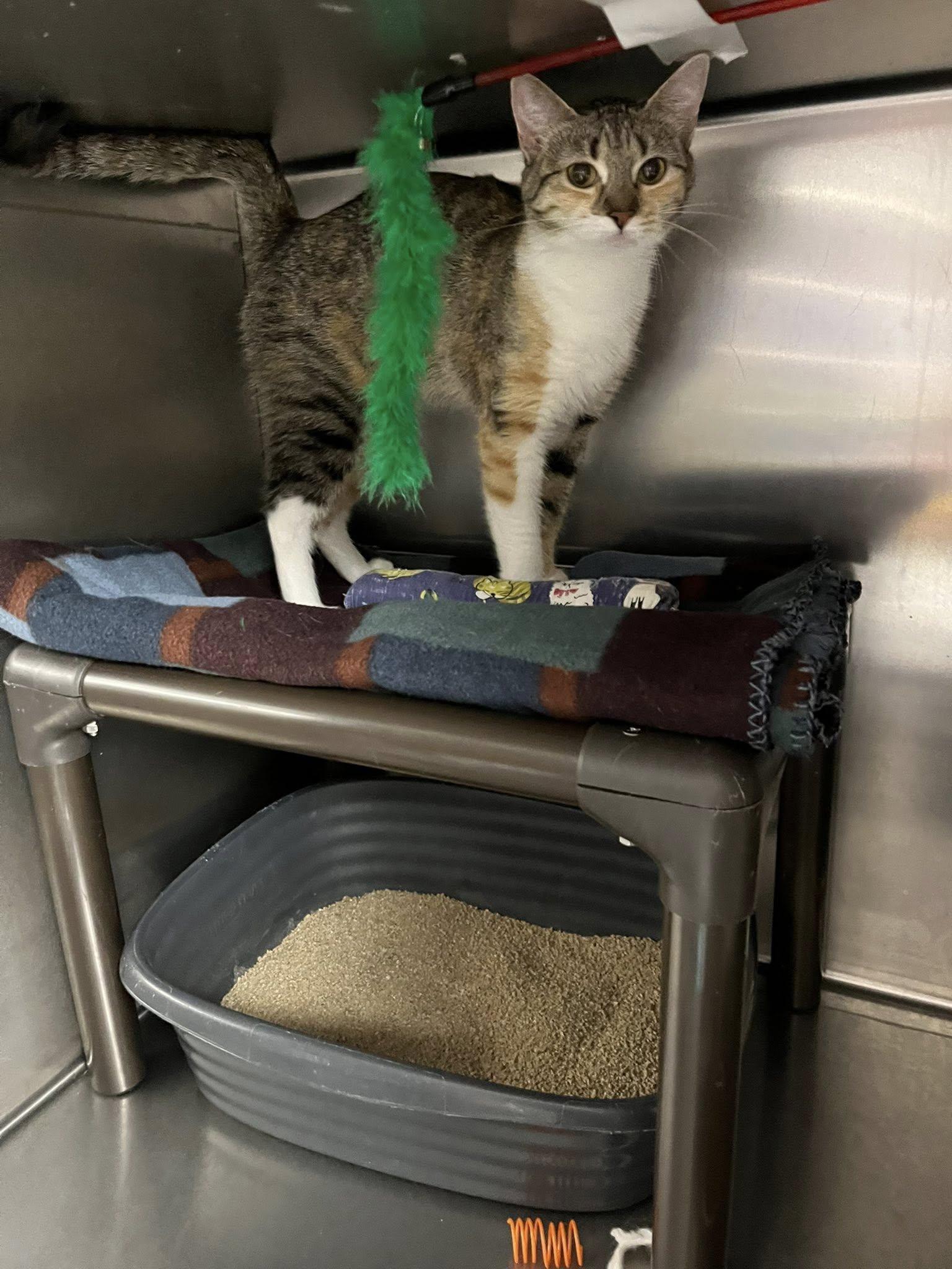 Lulu, a Adopted Domestic Short Hair in Cedar Rapids, IA image 3/3