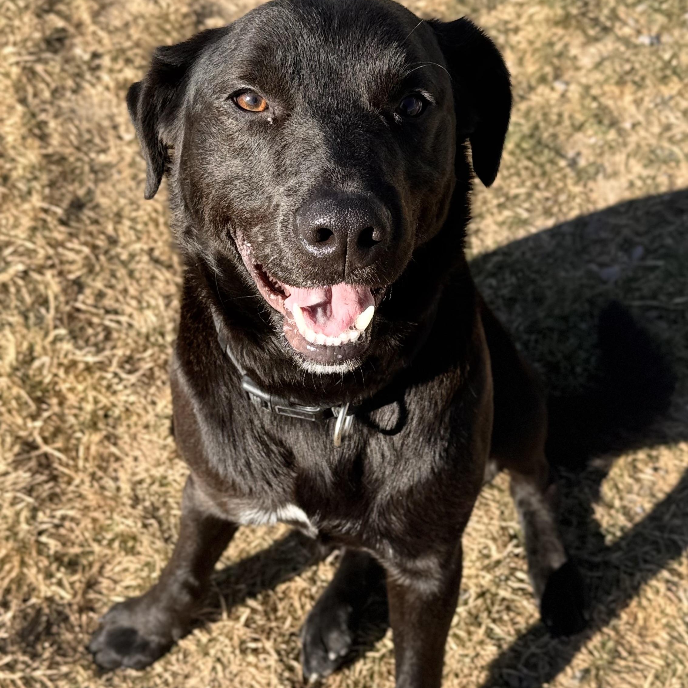 Dugley, ADOPTABLE, Adult Male Black Labrador Retriever.