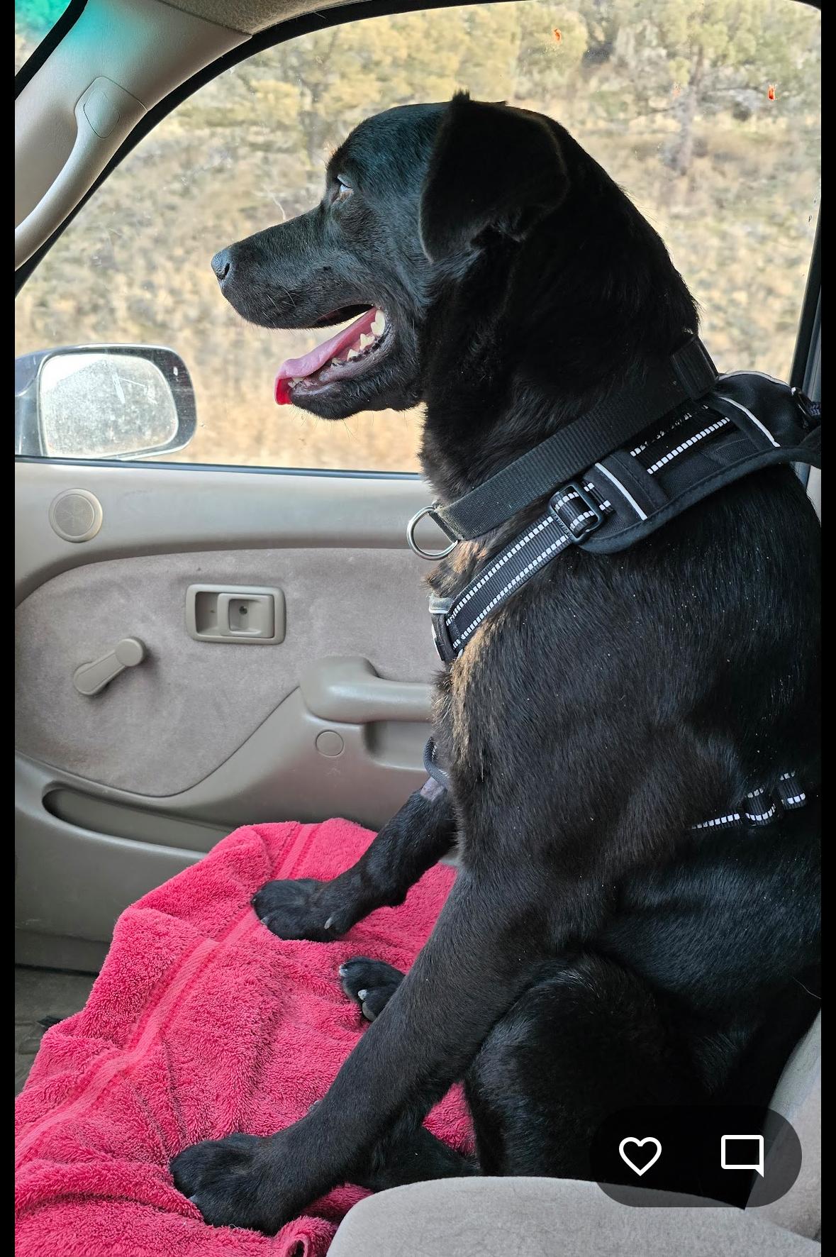 Enlarge Dugley, a ADOPTABLE mixed breed in Prineville, OR image 2/6