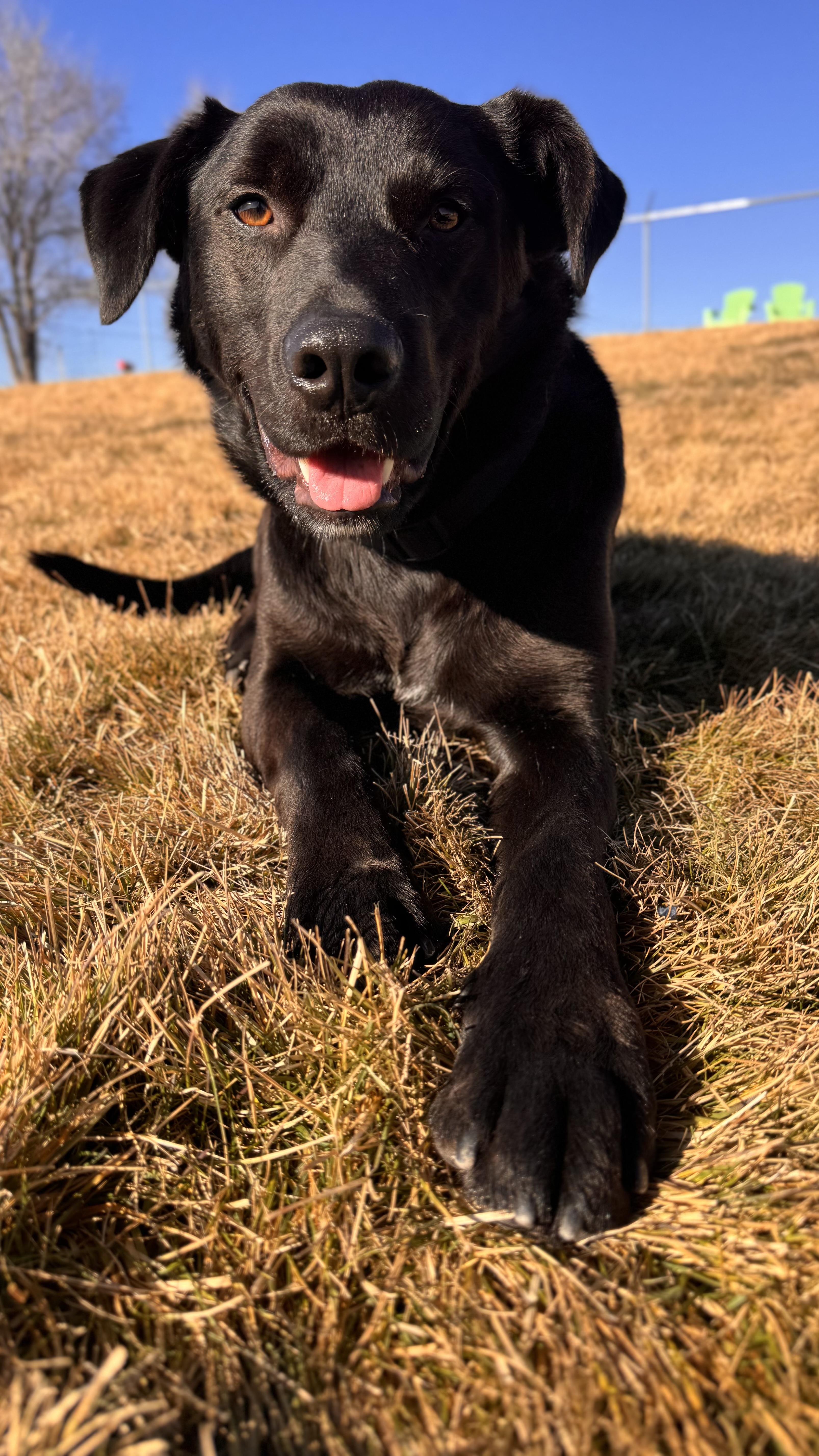 Enlarge Dugley, a ADOPTABLE mixed breed in Prineville, OR image 3/6