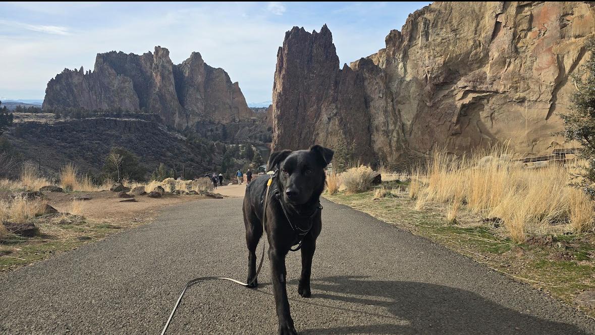 Enlarge Dugley, a ADOPTABLE mixed breed in Prineville, OR image 5/6