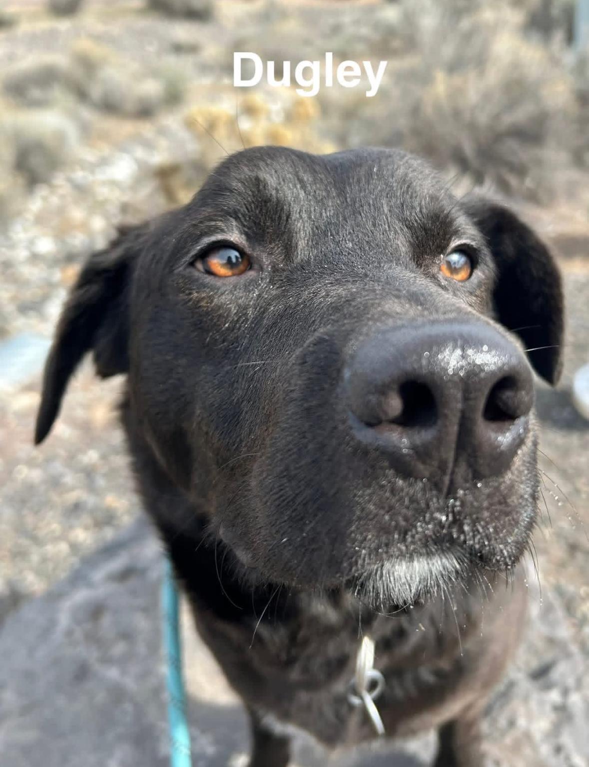 Enlarge Dugley, a ADOPTABLE mixed breed in Prineville, OR image 6/6