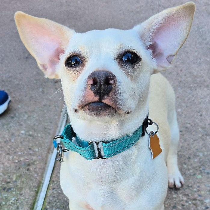 Enlarge Opal, a Adoptable mixed breed in Sunnyvale, CA image 1/1