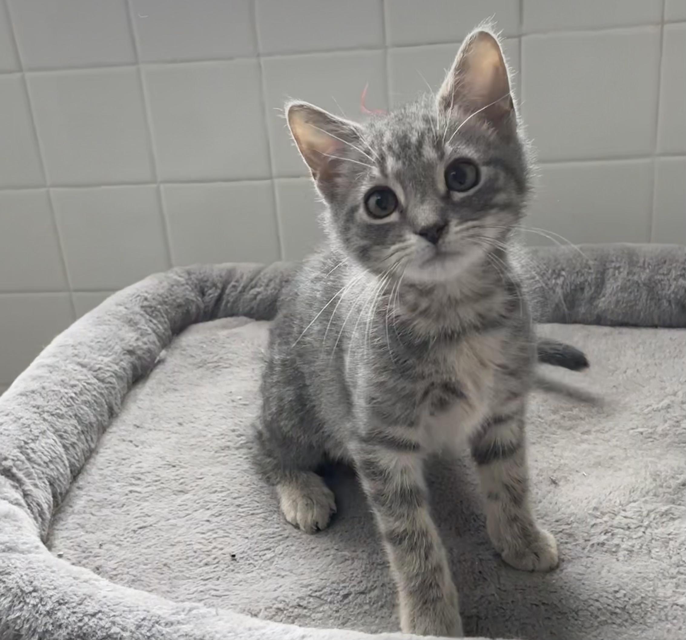 Enlarge Starsky, a Adoptable mixed breed in Knoxville, TN image 1/6