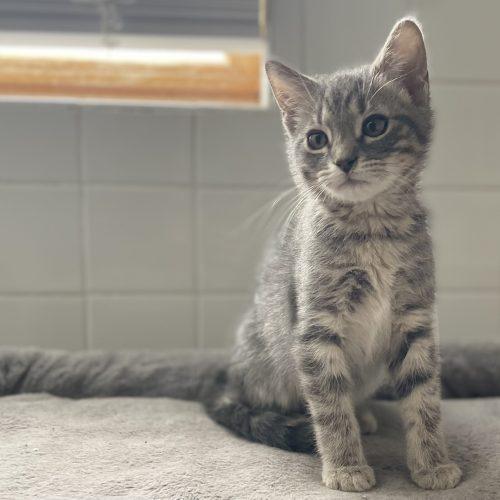 Enlarge Starsky, a Adoptable mixed breed in Knoxville, TN image 1/5