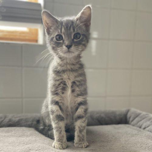 Enlarge Starsky, a Adoptable mixed breed in Knoxville, TN image 3/5