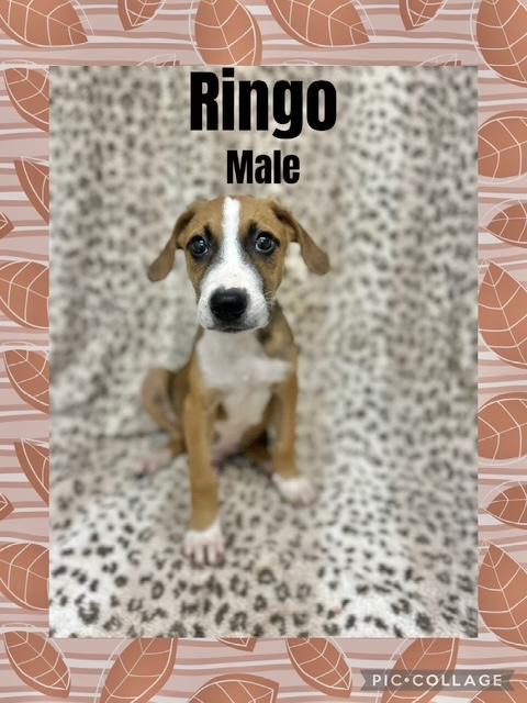 Ringo