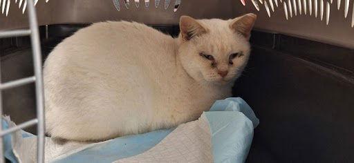 Fireball 4.24.24, Adoptable, Adult Male Siamese & Domestic Short Hair.