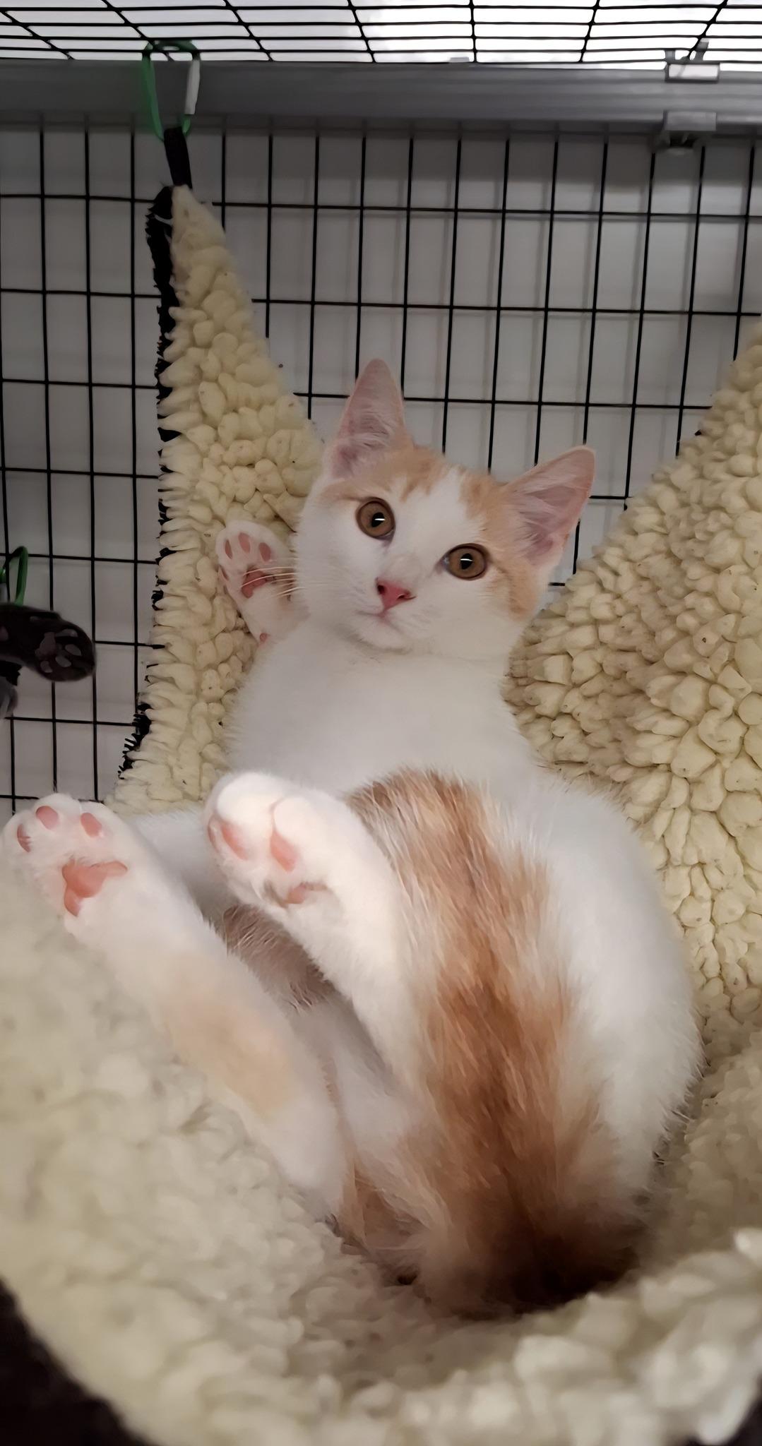 Enlarge Queso, an adopted Domestic Short Hair in Littleton, NH image 1/1