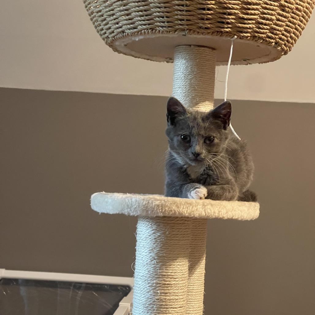 Enlarge Meg White, a Adoptable Domestic Short Hair in Durham, NC image 2/3