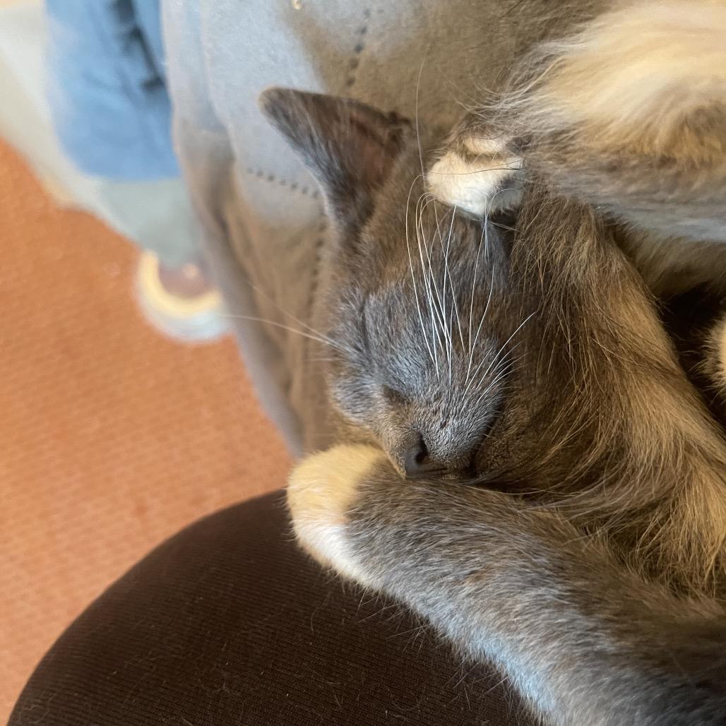 Enlarge Meg White, a Adoptable Domestic Short Hair in Durham, NC image 3/3