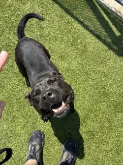 Enlarge Maize (HW+), a Adoptable mixed breed in Conway, SC image 1/2