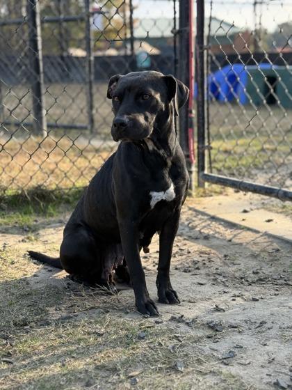 Maize(HW+), a Adoptable mixed breed in Conway, SC image 2/3