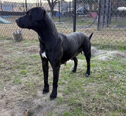Enlarge Maize (HW+), a Adoptable mixed breed in Conway, SC image 3/3