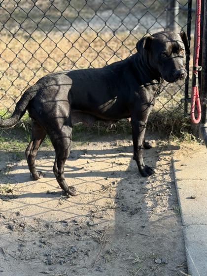 Maize(HW+), Adoptable, Adult Female Terrier & Mixed Breed.