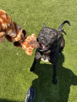 Enlarge Maize (HW+), a Adoptable mixed breed in Conway, SC image 2/2