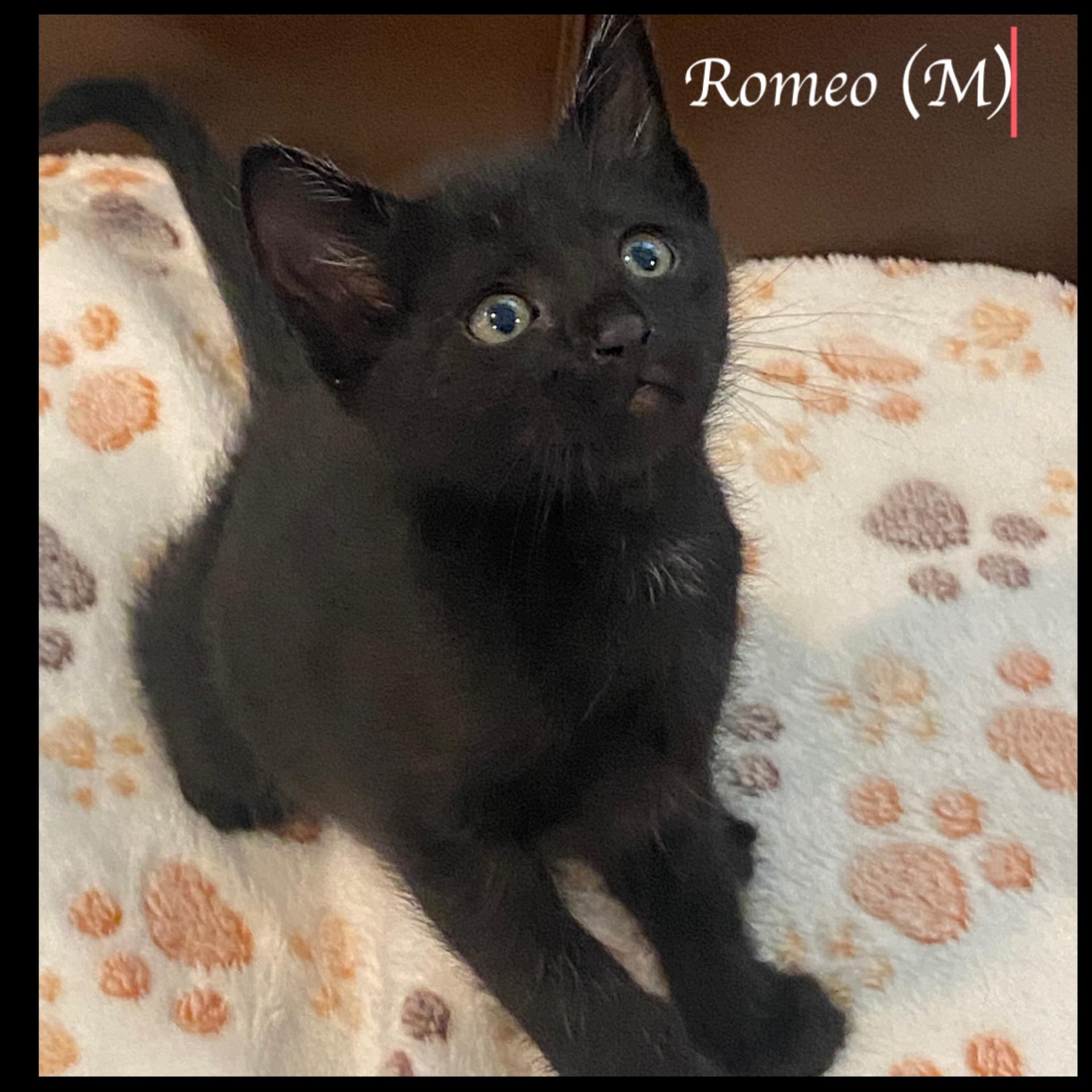 Romeo, Adoptable, Kitten Male Domestic Short Hair.