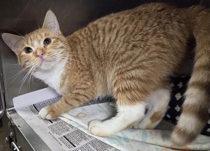 Biscuit, Adoptable, Adult Female Domestic Short Hair & Domestic Short Hair.