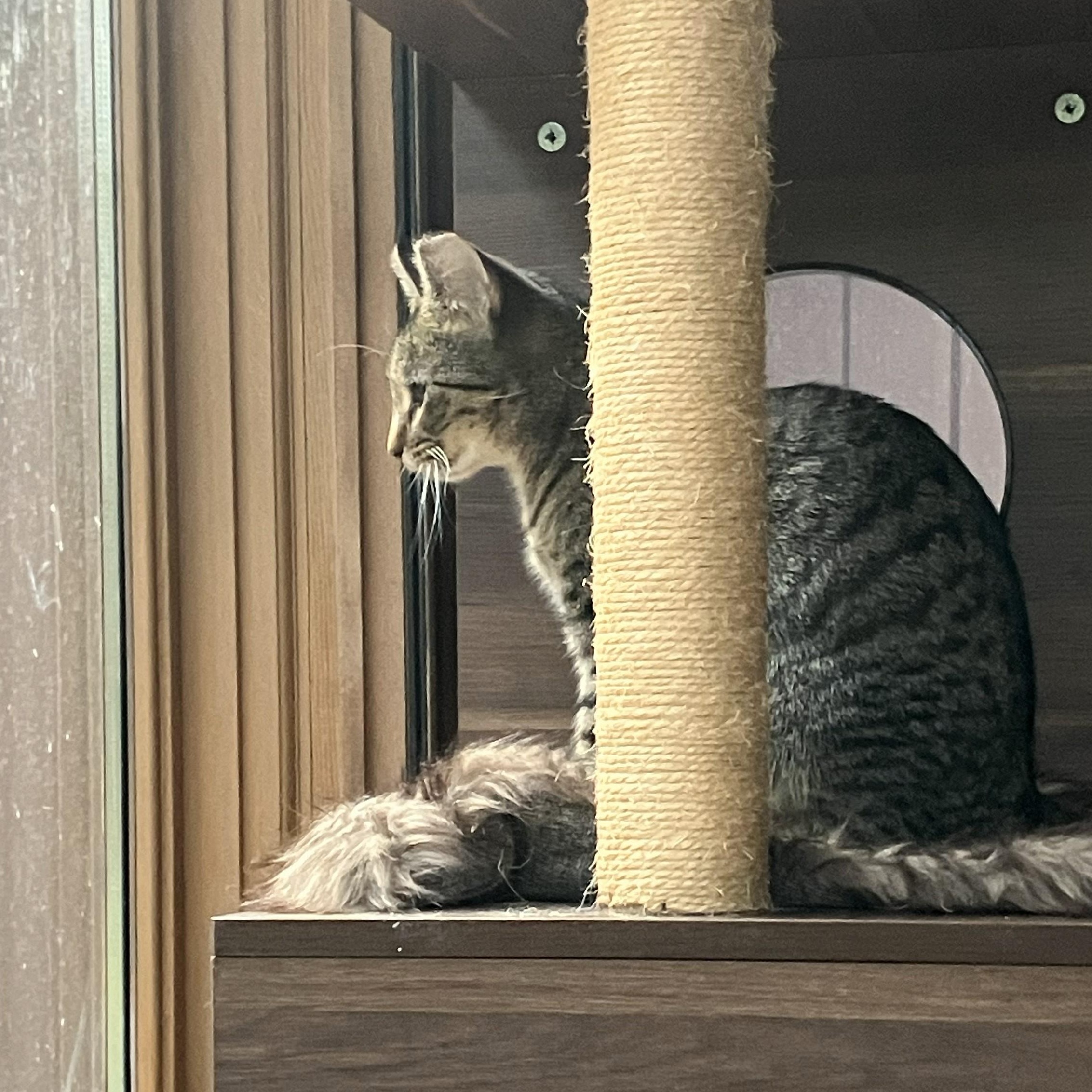 Enlarge Kiwi, a ADOPTABLE Domestic Short Hair in Watertown, WI image 3/4