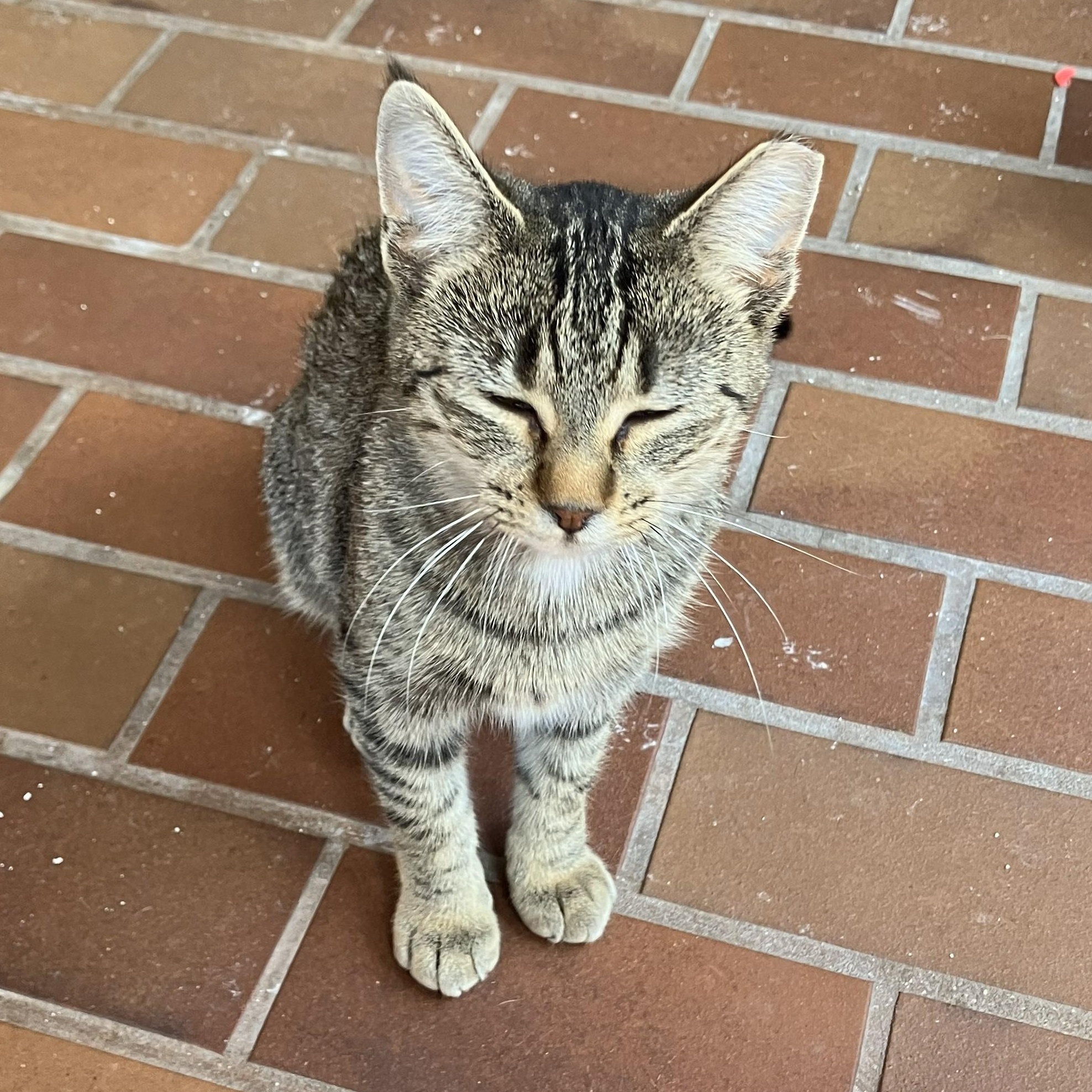 Enlarge Kiwi, a ADOPTABLE Domestic Short Hair in Watertown, WI image 1/4