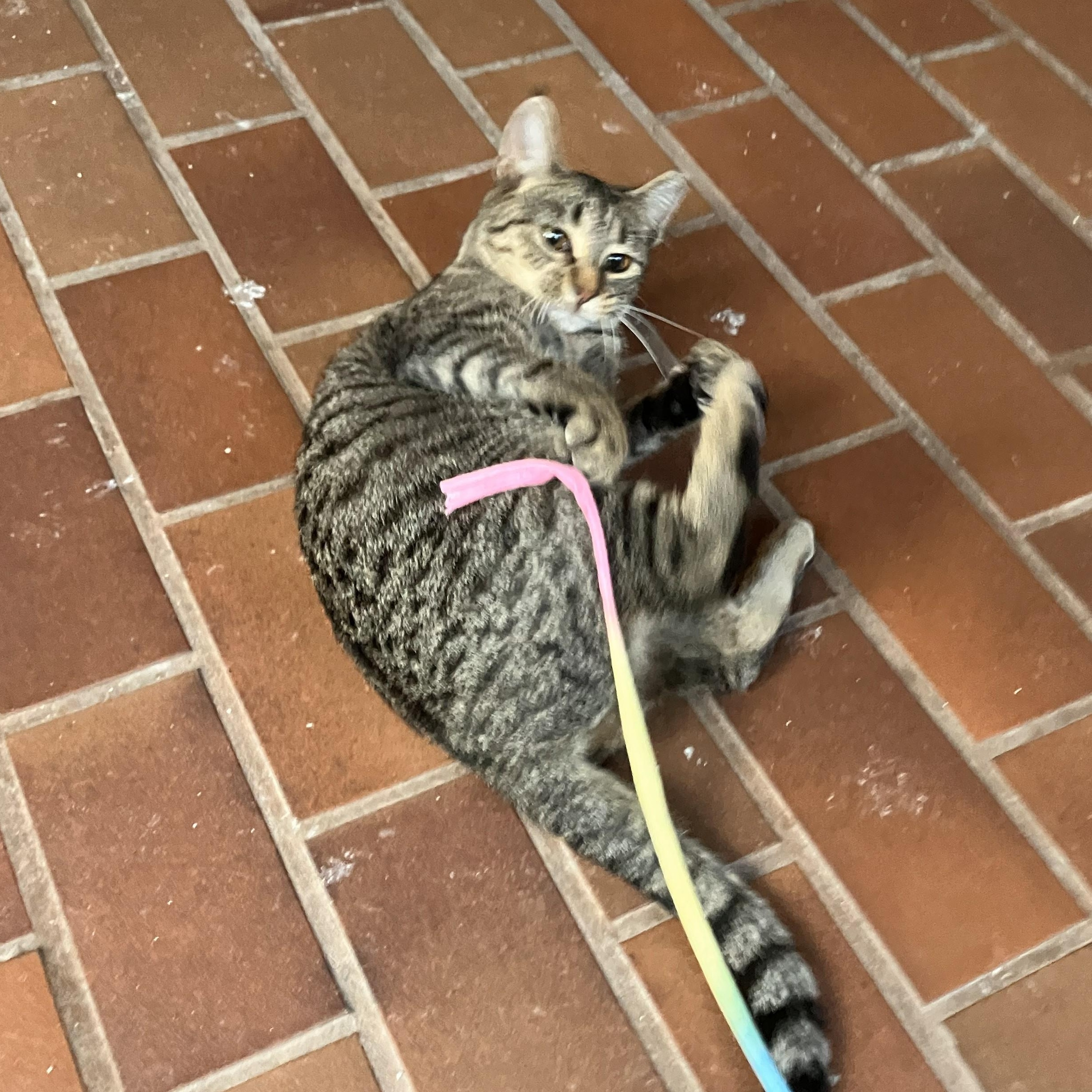 Enlarge Kiwi, a ADOPTABLE Domestic Short Hair in Watertown, WI image 4/4