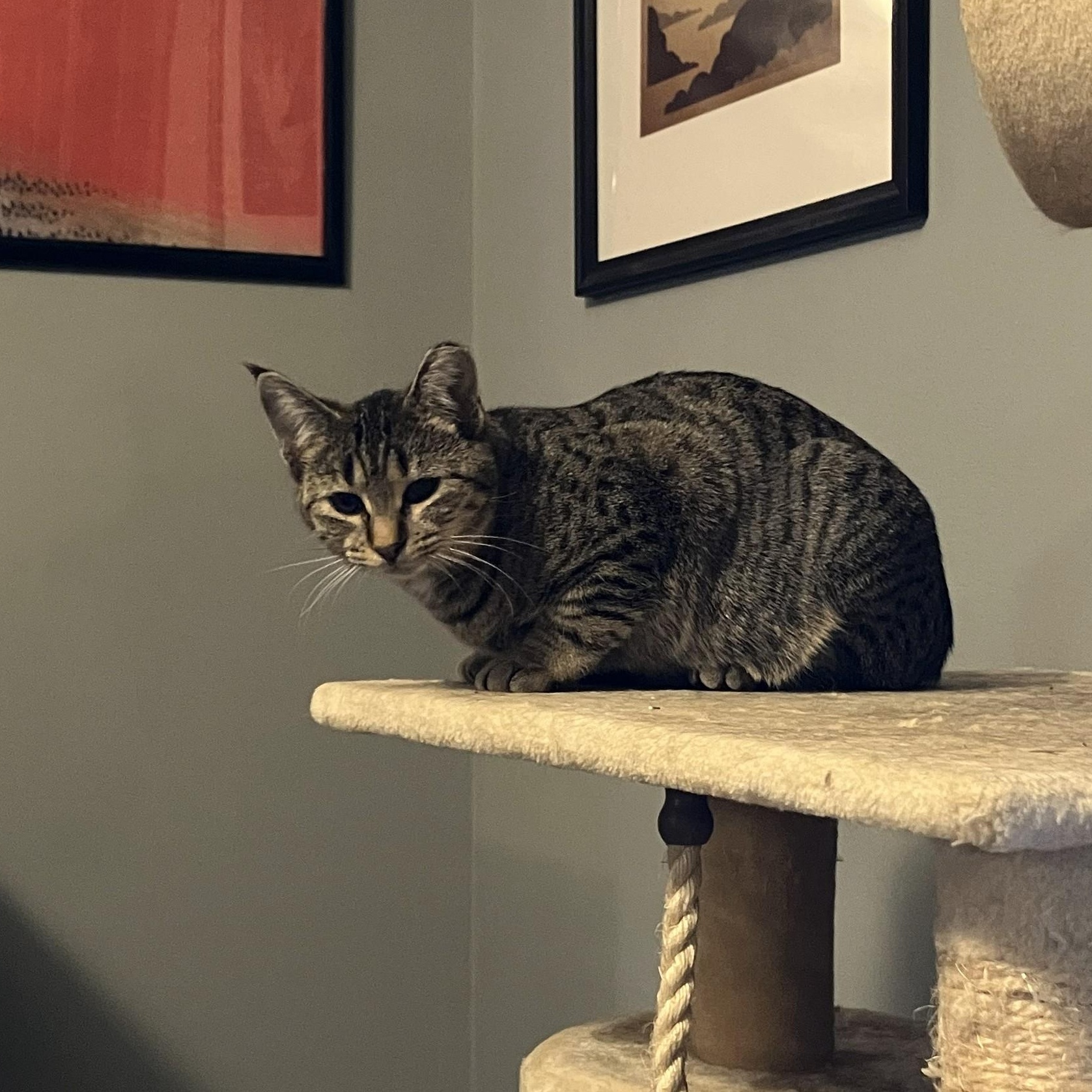 Enlarge Kiwi, a ADOPTABLE Domestic Short Hair in Watertown, WI image 2/4