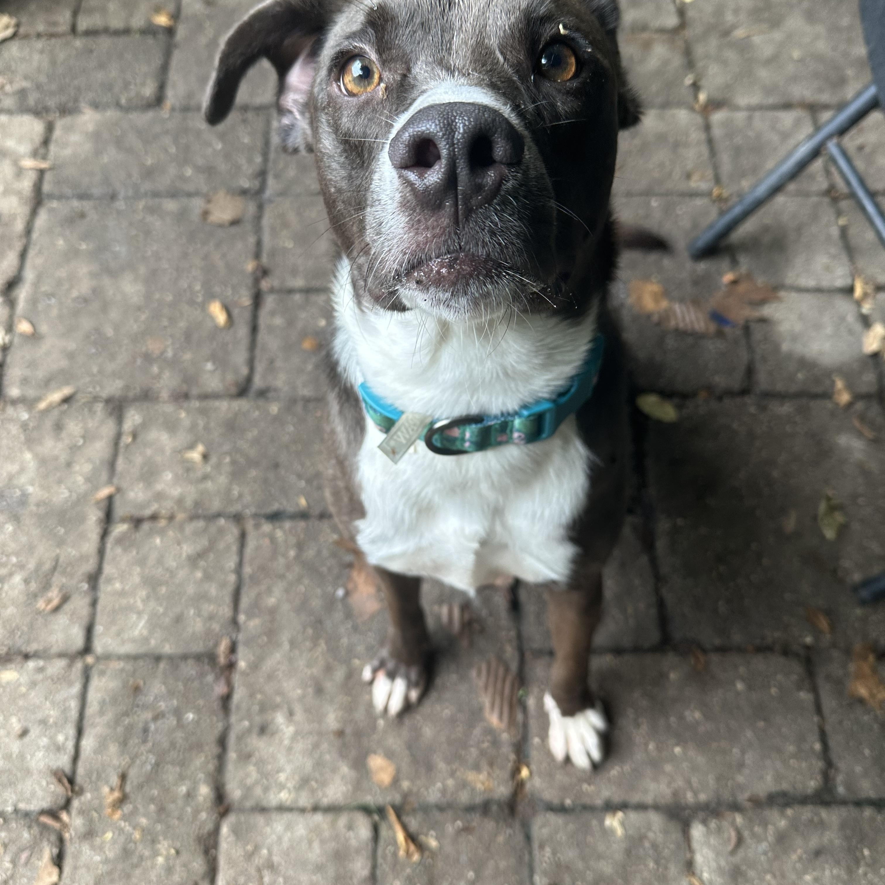 Cakester, Adoptable, Young Male Mixed Breed.