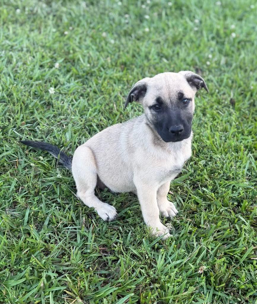 Dolly, Adoptable, Puppy Female Labrador Retriever & Black Mouth Cur.