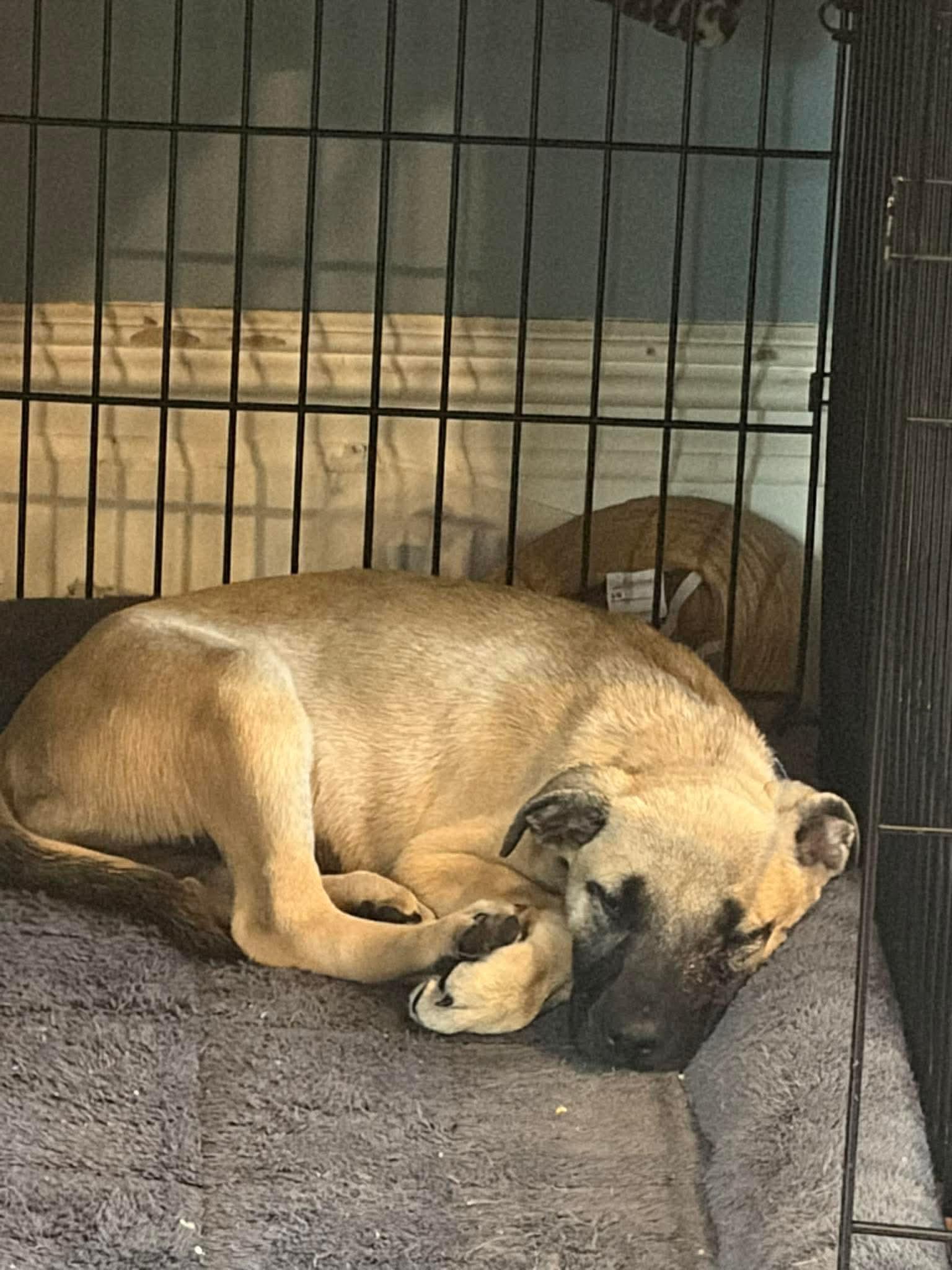 Dolly, a Adoptable mixed breed in Lancaster, MA image 5/6