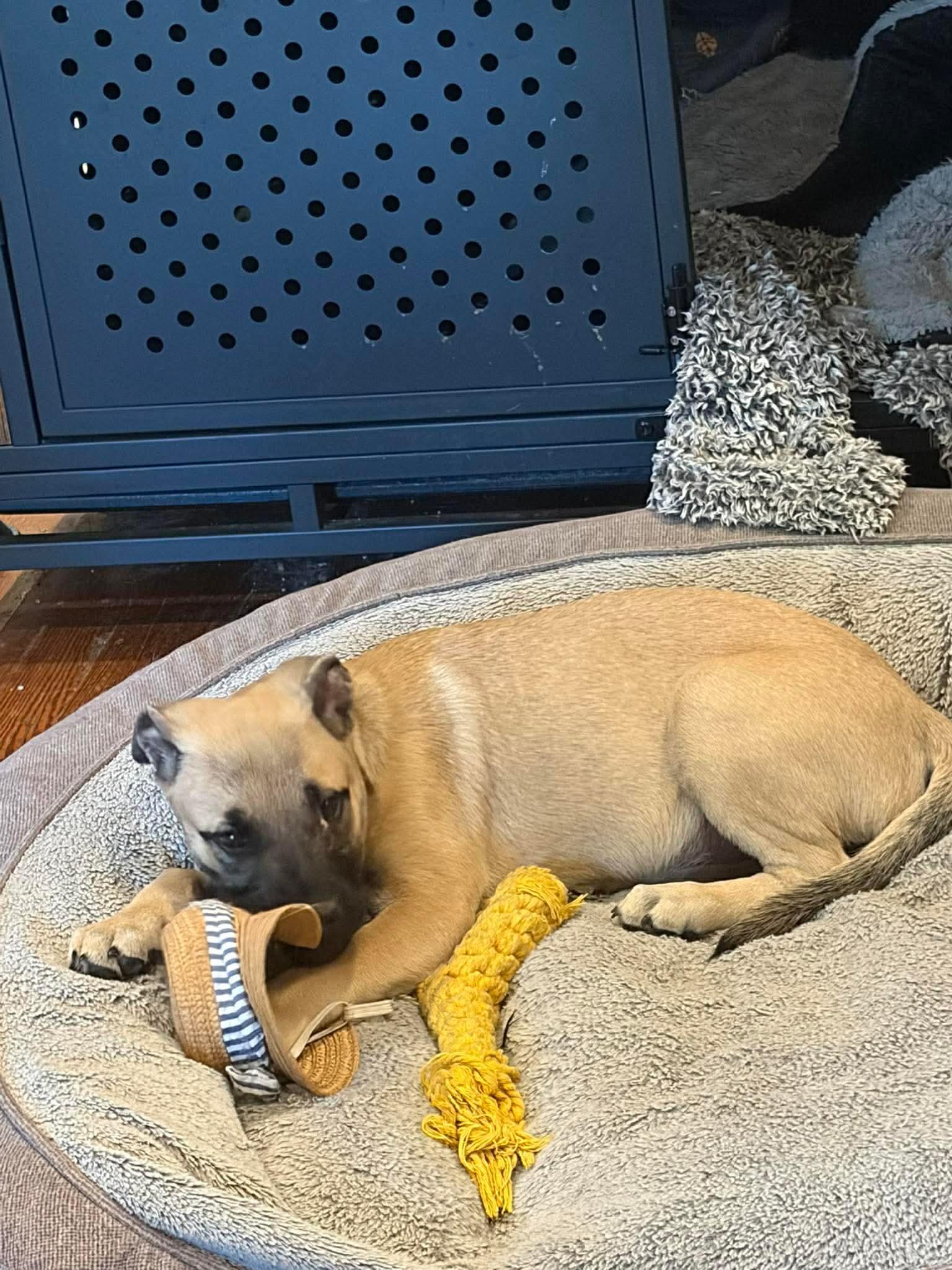 Dolly, a Adoptable mixed breed in Lancaster, MA image 4/6