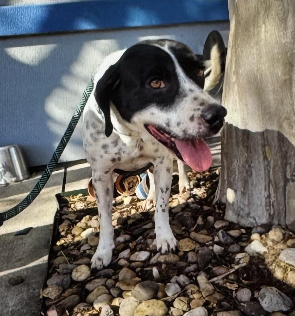 Magnolia, a ADOPTABLE mixed breed in Long Beach, NY image 2/2