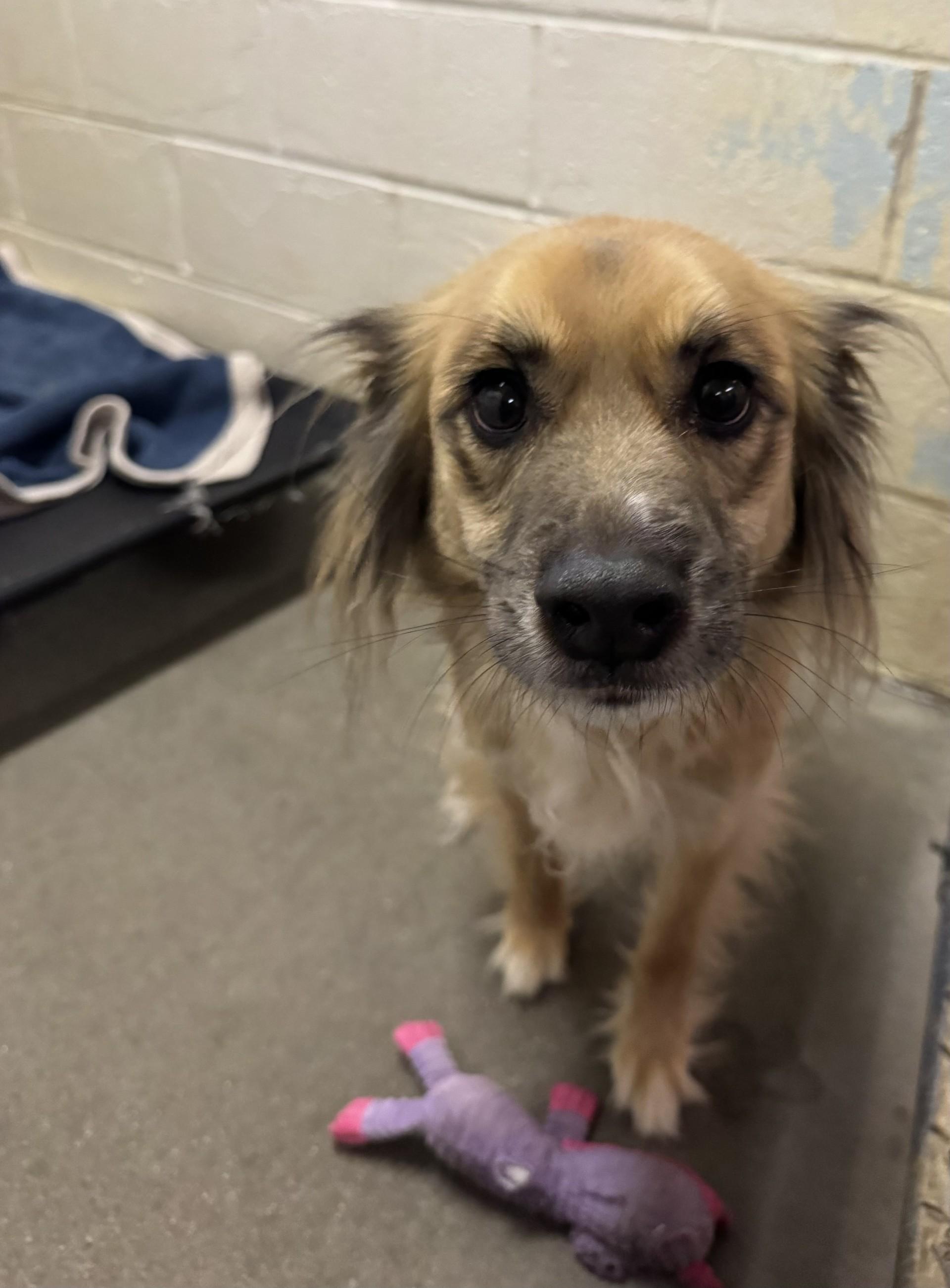 Enlarge Bowser, an adopted mixed breed in West Haven, CT image 1/1