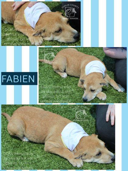 Enlarge FABIEN, a Adoptable mixed breed in Kenansville, NC image 1/1