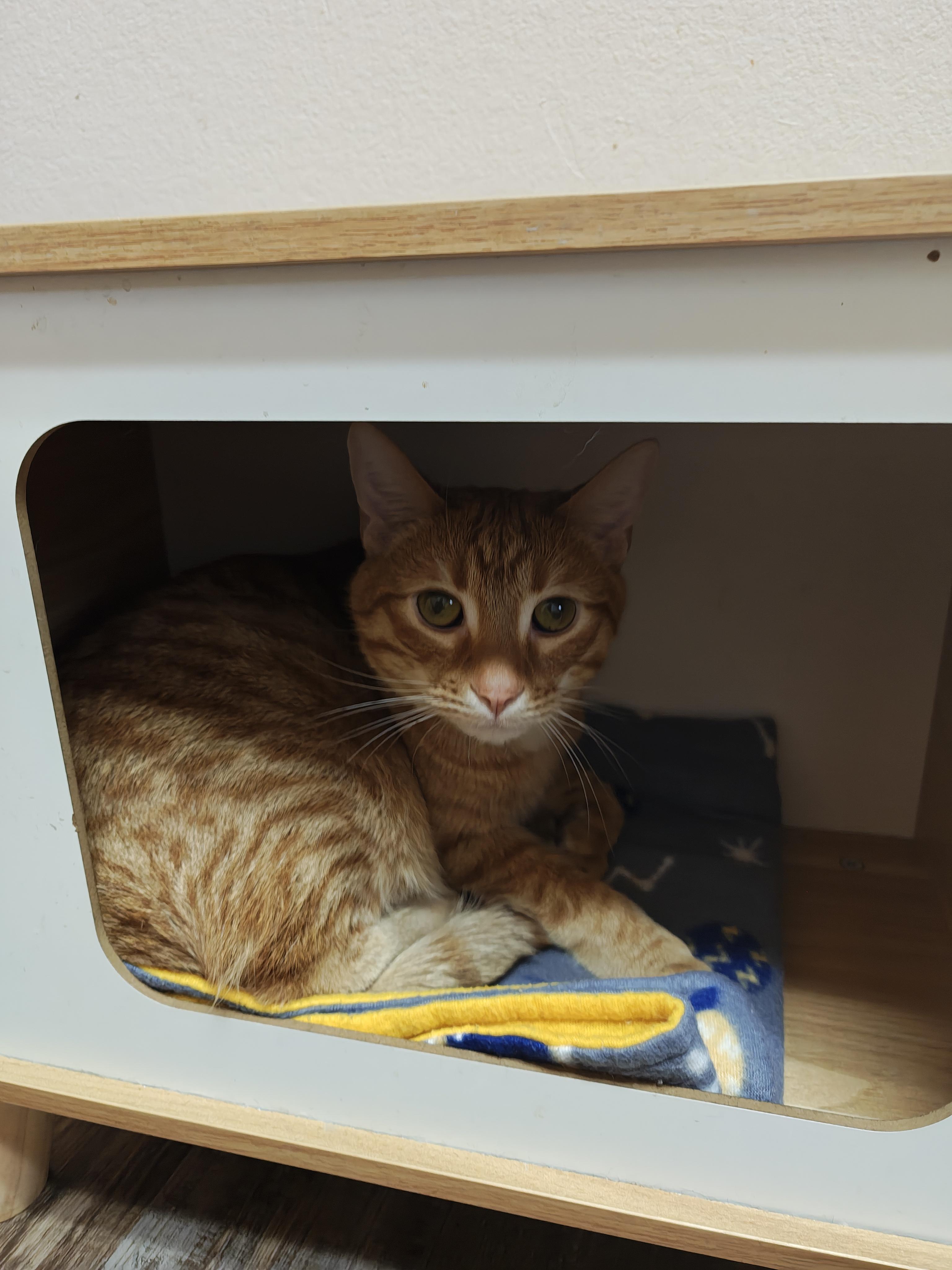 Enlarge Noah, an adopted Domestic Short Hair in Oconto, WI image 2/2