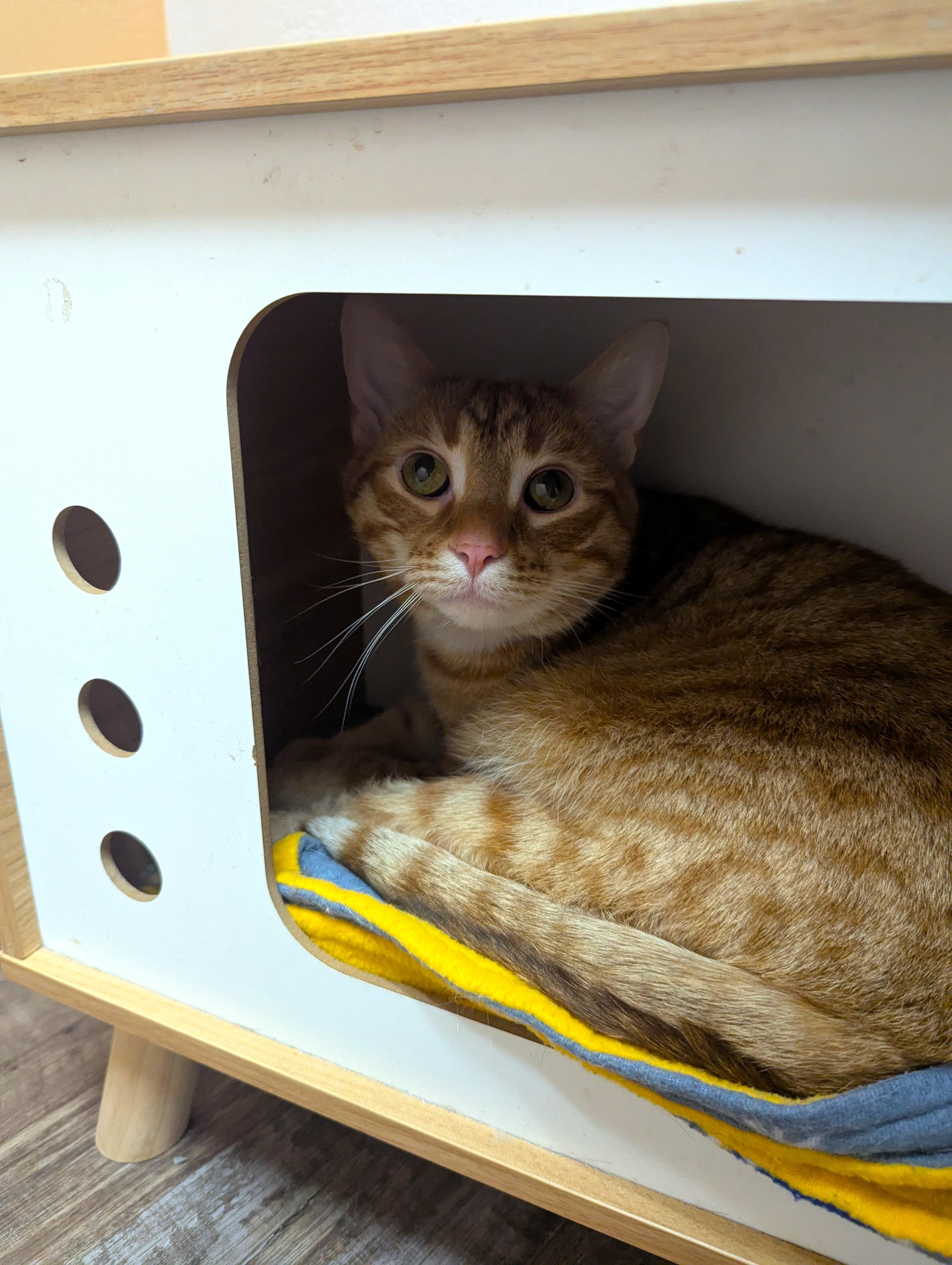 Enlarge Noah, an adopted Domestic Short Hair in Oconto, WI image 1/2