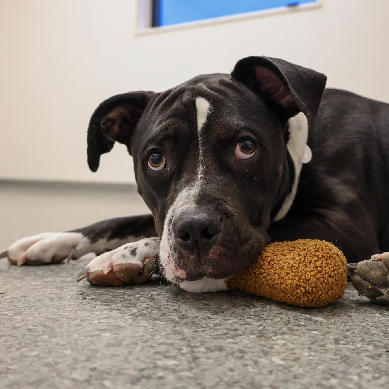Enlarge Damen, a ADOPTABLE mixed breed in Chicago, IL image 3/3