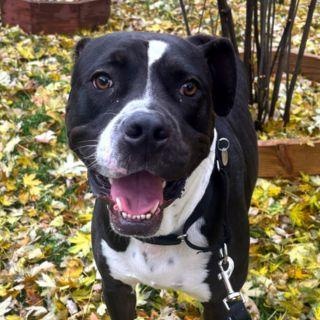 Enlarge Damen, a ADOPTABLE mixed breed in Chicago, IL image 1/3