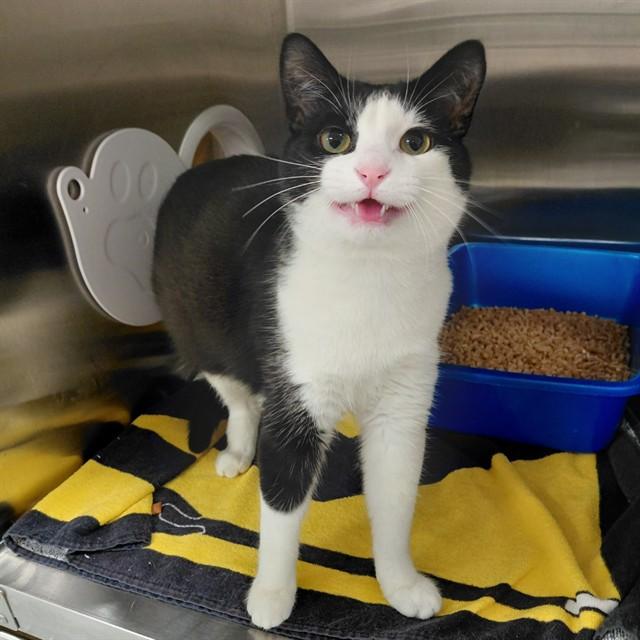 NICO, Adoptable, Young Male Domestic Short Hair.