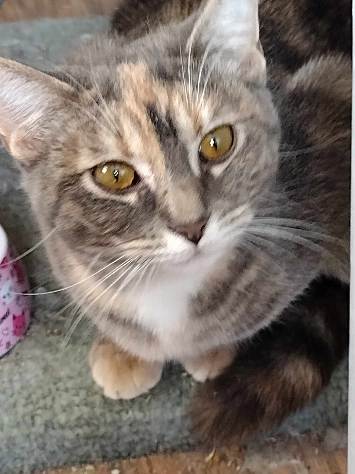 Piper, an adopted Domestic Short Hair in Ionia, MI_image-1