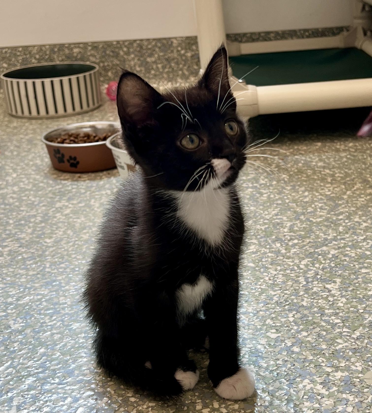 Marshmallow, ADOPTABLE, Kitten Male Domestic Short Hair.