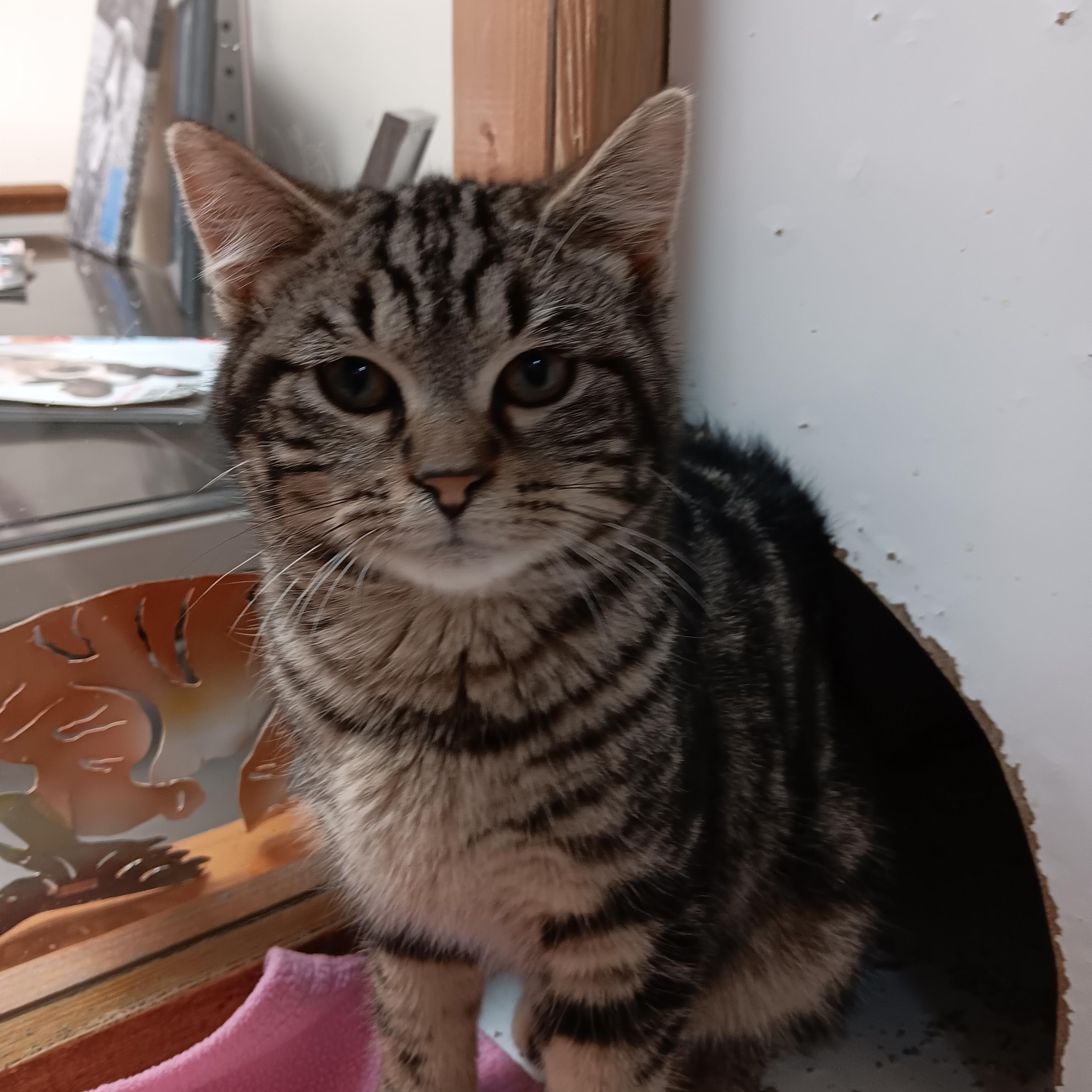 Mocha, ADOPTABLE, Kitten Male American Bobtail.