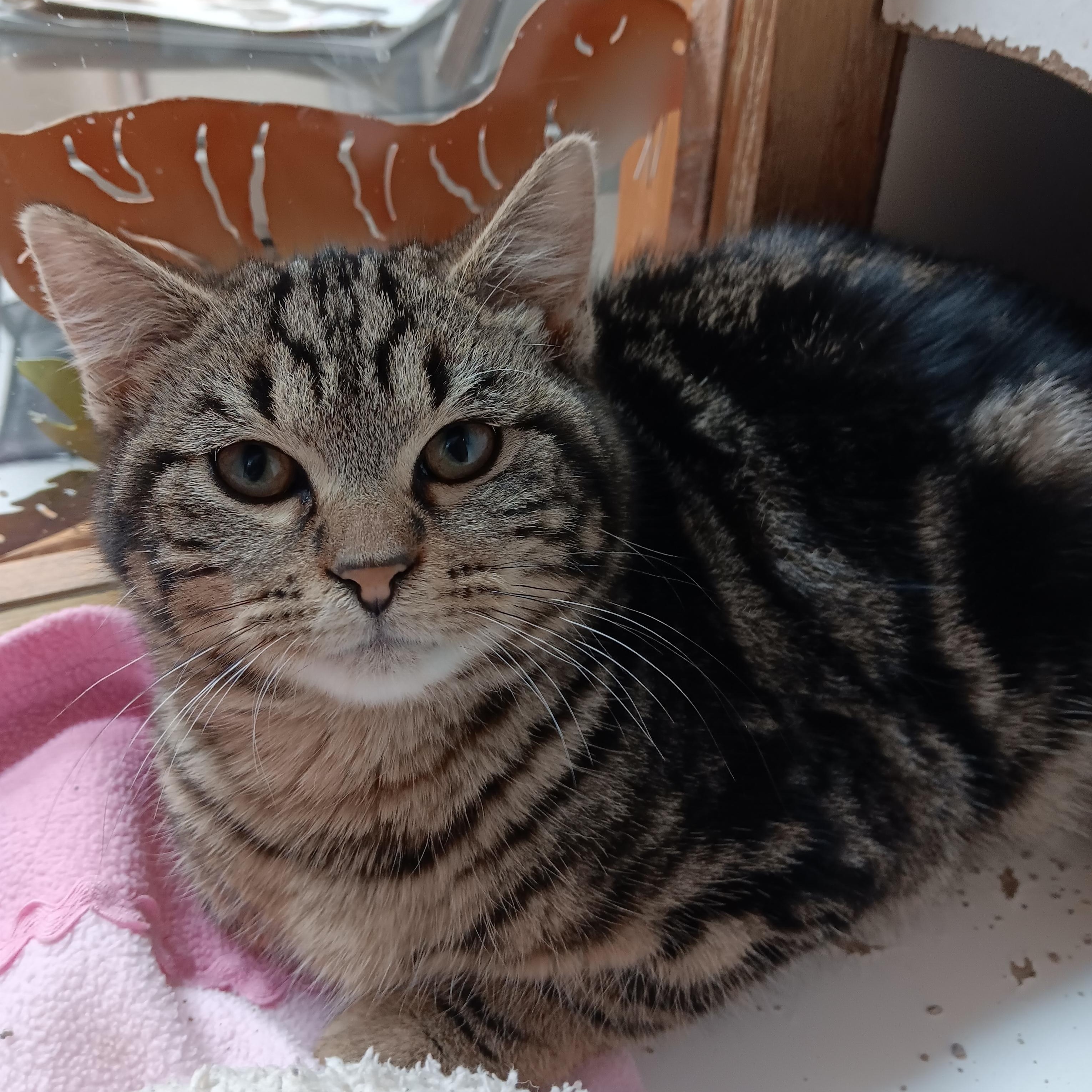 Enlarge Mocha, a ADOPTABLE American Bobtail in Blairsville, GA image 3/4
