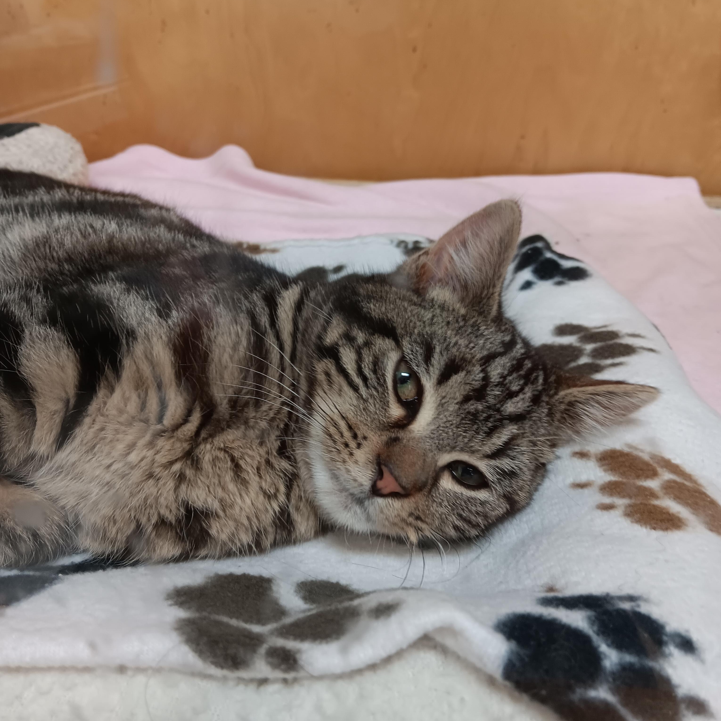 Enlarge Mocha, a ADOPTABLE American Bobtail in Blairsville, GA image 2/4