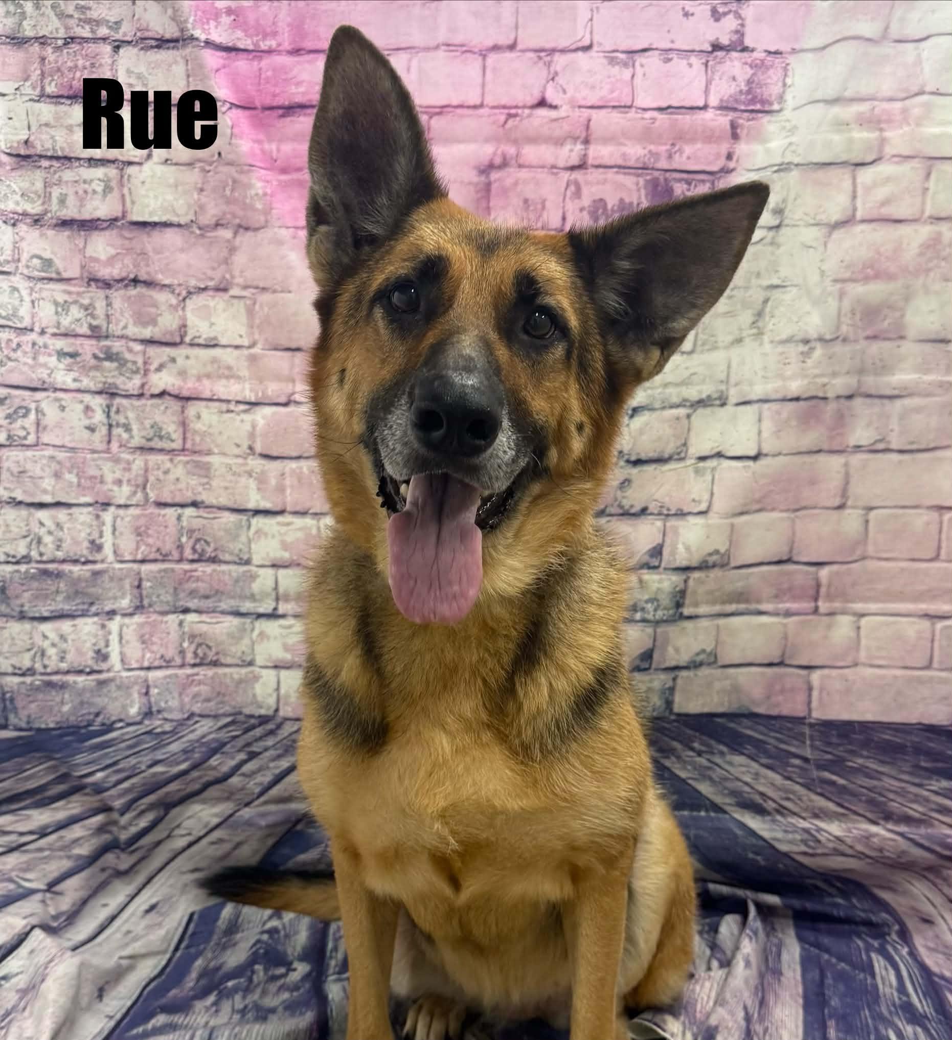 Rue, Adoptable, Senior Female German Shepherd Dog.