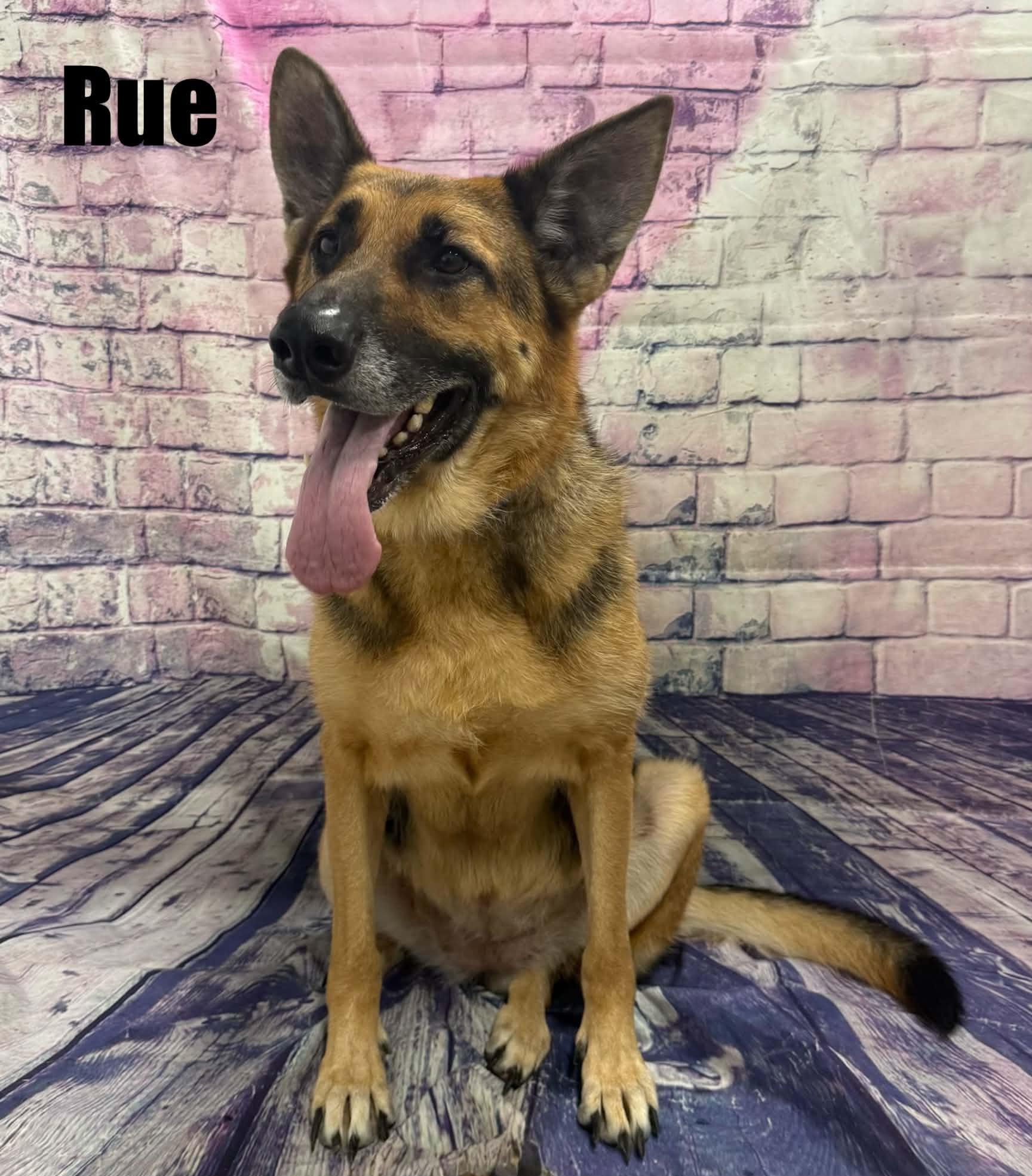 Enlarge Rue, a Adoptable German Shepherd Dog in Quincy, MI image 5/5