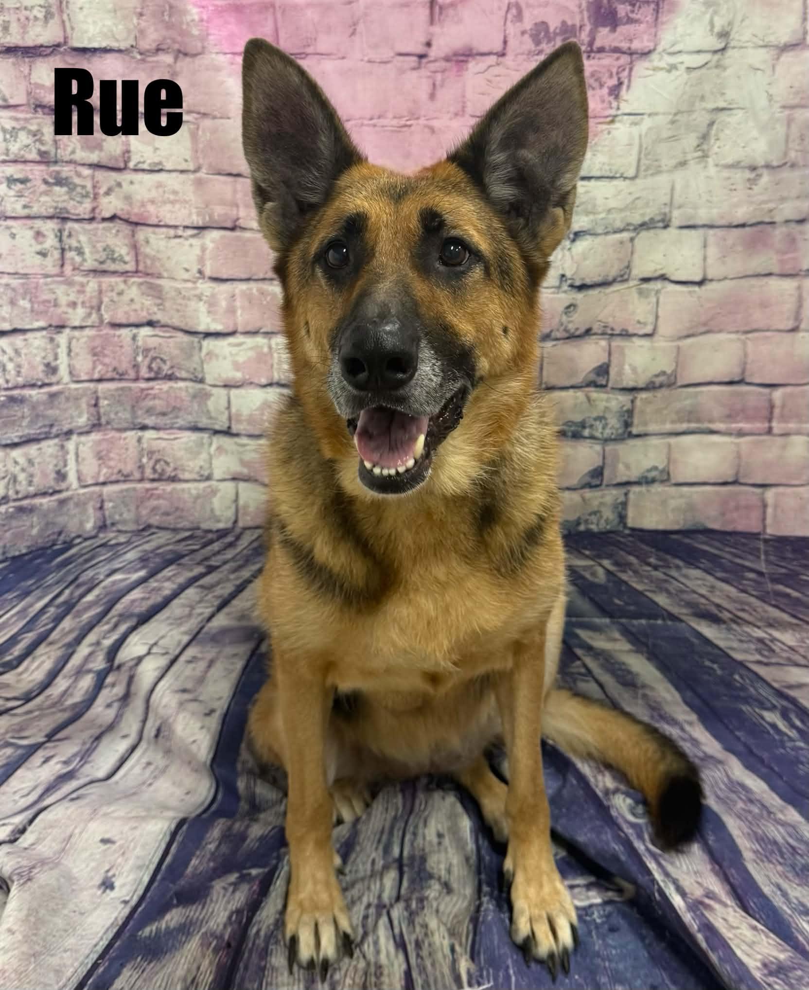 Enlarge Rue, a Adoptable German Shepherd Dog in Quincy, MI image 3/5